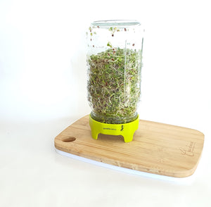 Sprouting Jar Lids