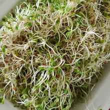 Load image into Gallery viewer, Sprouting Seeds - Zen 100grm